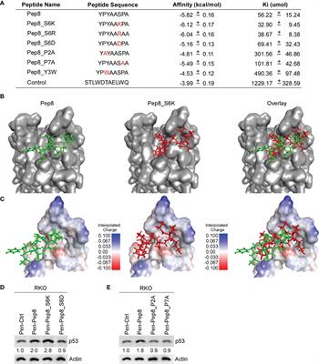 Optimization of eIF4E-Binding Peptide Pep8 to Disrupt the RBM38-eIF4E Complex for Induction of p53 and Tumor Suppression